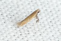 Aspilapteryx limosella