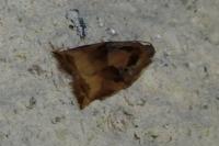 Archips podana