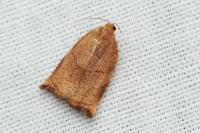 Archips podana