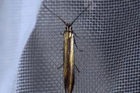 Coleophora