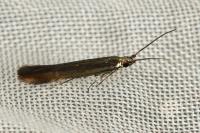 Coleophora