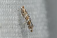 Cameraria ohridella
