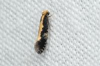Monopis obviella