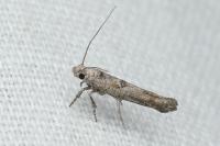 Zelleria oleastrella