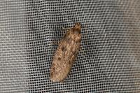 Hofmannophila pseudospretella