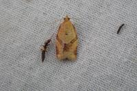Clepsis consimilana