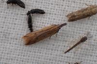 Dichomeris acuminata