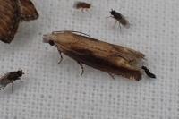 Eucosma obumbratana