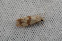 Phalonidia contractana