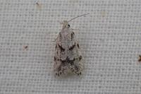 Symmoca signatella