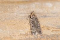 Gelechia rhombella