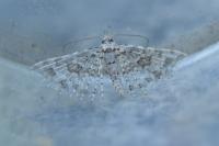 Alucita desmodactyla