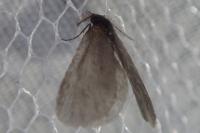 Rebelia plumella surientella