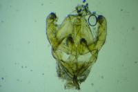 Rebelia plumella surientella
