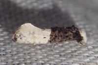 Trichophaga bipartitella