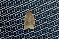 Choristoneura hebenstreitella