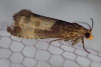 Notocelia cynosbatella