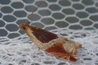 Ancylis unculana