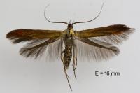 Coleophora trifolii