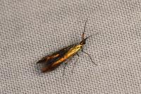 Coleophora trifolii