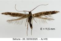 Coleophora aleramica