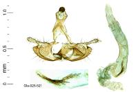 Coleophora aleramica