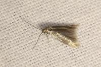 Coleophora laricella