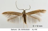 Coleophora texanella