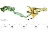 Coleophora texanella
