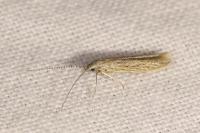 Coleophora texanella