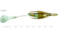 Coleophora nutantella