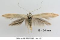 Coleophora nutantella