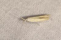 Coleophora medelichensis