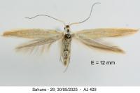 Coleophora medelichensis
