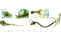 Coleophora medelichensis