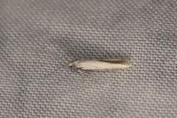 Coleophora struella