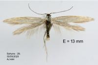 Coleophora struella