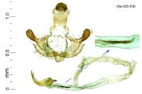 Coleophora struella