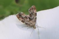 Anthophila fabriciana