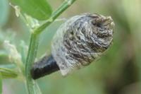 Coleophora cracella
