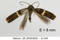 Elachista