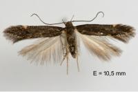 Oxypteryx immaculatella