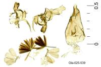 Oxypteryx immaculatella