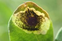 Leucoptera coronillae