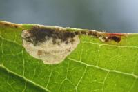 Antispila treitschkiella