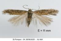 Ephysteris diminutella