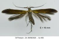 Coleophora trifolii