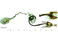 Coleophora trifolii