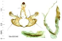 Coleophora mayrella
