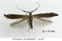 Coleophora mayrella
